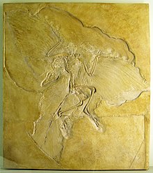 Slab of stone with fossil bones and feather impressions