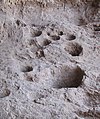 Image 10Rock mortars in Raqefet Cave, used to make beer during the Stone Age. (from History of beer)