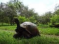 Galapagos tortoise