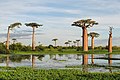 Adansonia grandidieri，馬達加斯加