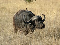 Búfalo africano (Syncerus caffer)