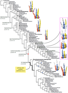 Diagram showing the evolution of the theropod hand