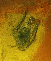 Archaeonycteris trigonodon