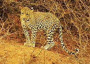 Afrika parsı (Panthera pardus pardus), Afrika'ya özgü nominat alt tür[3]