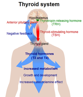 Thyreotoxicose