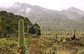 Lobelia deckenii im Ruwenzori-Gebirg