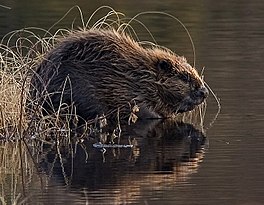 In (Jeraziatyske) bever.