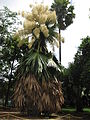 Bloeiende parasolwaaierpalm in de Foster Botanical Garden
