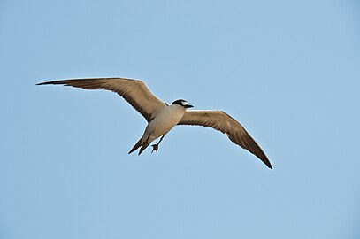 O. f. nubilosus, Rodrigues Island in the Indian Ocean