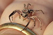 Plexippus petersi (jumping spider), male, on a human finger, at golden hour in Don Det.