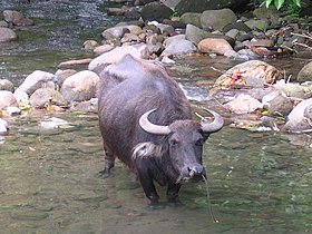 Un carabao aux Philippines.