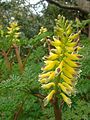 Corydalis heterocarpa