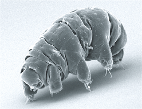 Tardigrade (water bear)