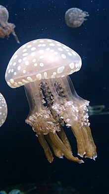 White-spotted jellyfish exhibited at the aquarium