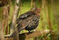 Female of subspecies merula