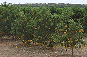 Naranja en Sao Paulo. En 2018 Brasil fue el mayor productor mundial, y América Latina abarcó el 30 % de la producción global de esta fruta.