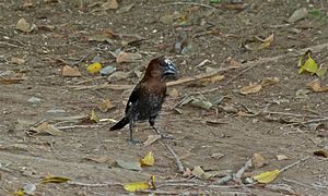 Male foraging on ground on a river bank