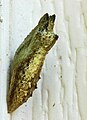 Greenish-brown chrysalis
