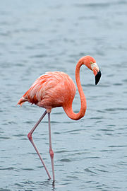 Phoenicopterus ruber