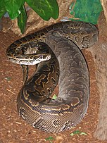 A python