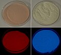 Calcium sulfide (left) and metal-earth silicate (right) phosphoresce in red and blue respectively.