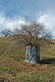 Rusted Water Tank hosts a tree