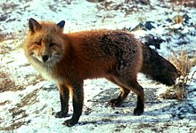 Raudrev (Vulpes vulpes)