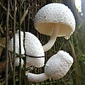 Leucocoprinus cretaceus