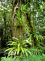 Image 29Rich rainforest habitat in Dominica (from Habitat)