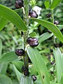 Bulbilhons de Lilium lancifolium