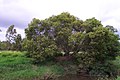 A. melanoxylon, 7th Brigade Park, Chermside, Queensland.