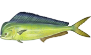 Mahi-mahi