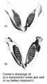 Image 14A drawing comparing jaws was added in 1799 when Cuvier's 1796 presentation on living and fossil elephants was published. (from History of paleontology)