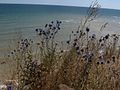 Echinops ruthenicus