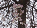 Foxglove/Princess/Paulownia tree