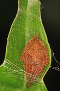 Eriophora ravilla, Florida