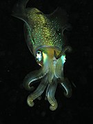 Squid komodo