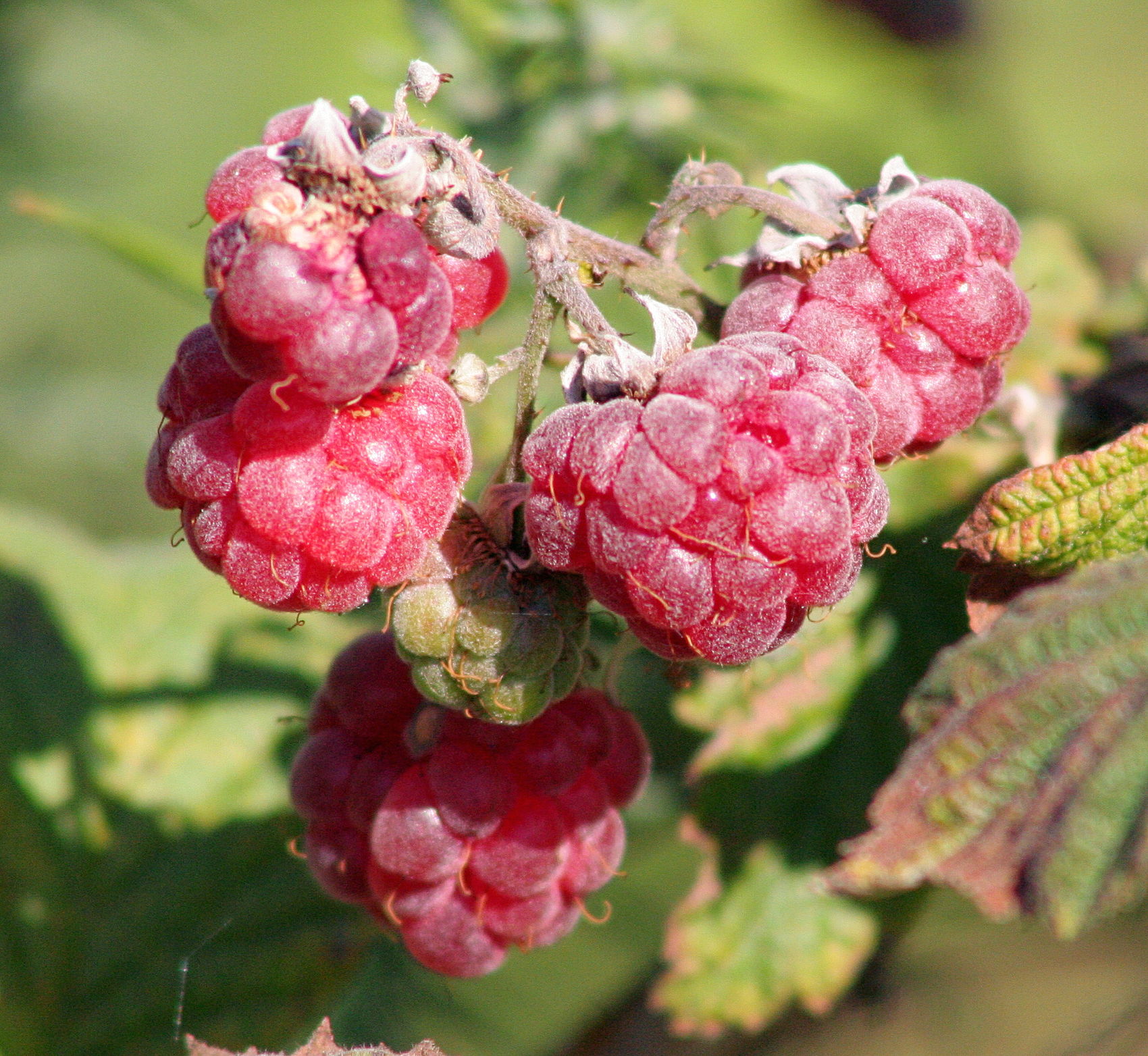 Flora del Pirineu català/Rubus idaeus