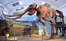 Esqueleto de mamut con largos colmillos curvos, en frente de un paisaje prehistórico pintado