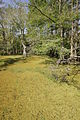 Duckweed-covered water edged with several bald cypress trees