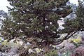 Cupressus sempervirens