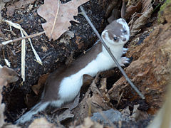 Mustela nivalis