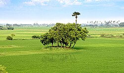 Paddy Fields around Veerakeralampudur