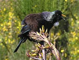 Feathers fluffed up and calling