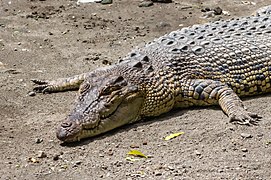 Leistenkrokodil (Crocodylus porosus)