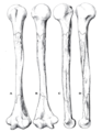 Humerus II reconstructed