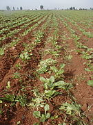 Sugar beets cultivation at Sidi Smail