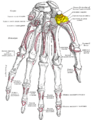 Bones of the left hand. Palmar surface. Trapezium shown in yellow.