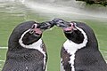 コッツウォルズの野生動物公園のつがい。キスをしている。