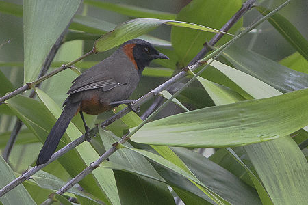 Rufous-necked Laughingthrush (Garrulax ruficollis)